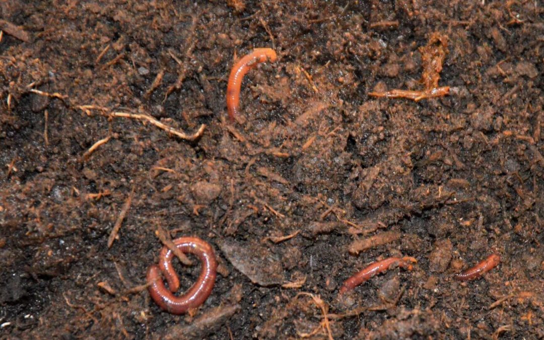 Wenn ein kleiner Wurm durchs Dunkel zieht