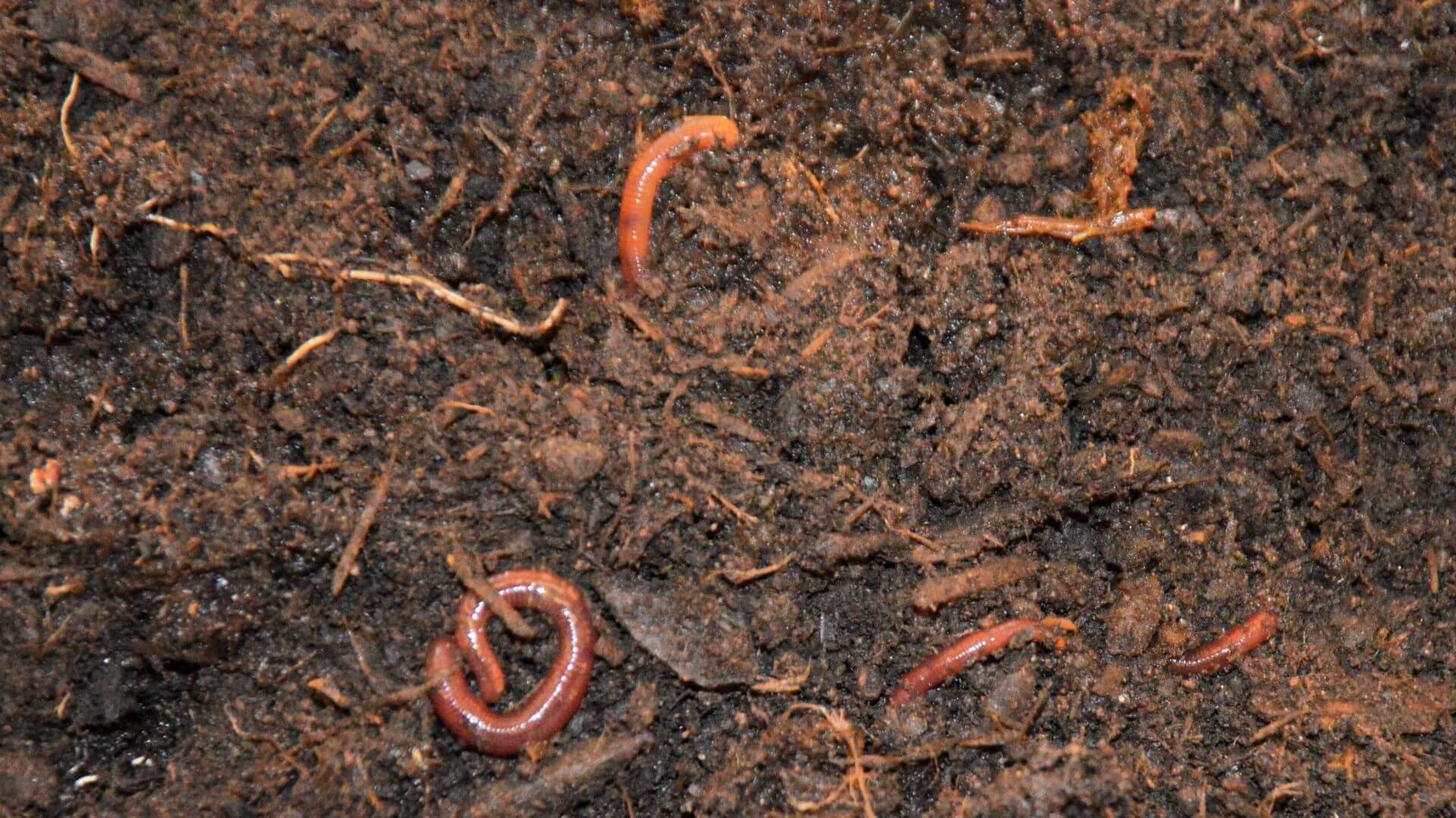 Regenwurmhumus_mit_Regenwuermern